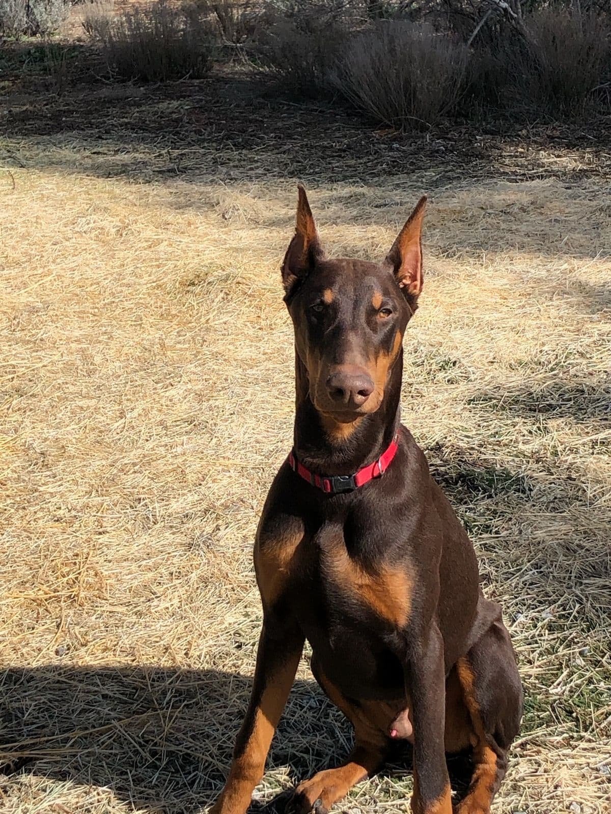 Doberman Pups: Your Future Guardian and Best Friend breeder image 5