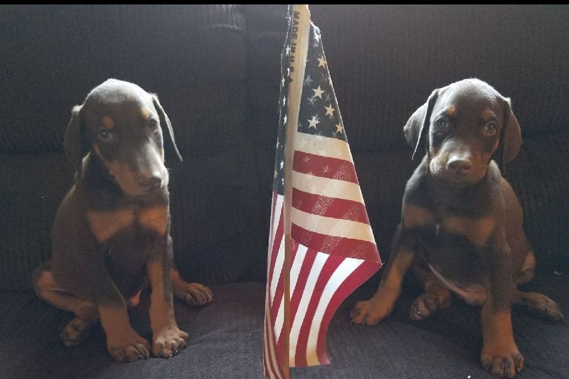 Doberman Pups: Your Future Guardian and Best Friend breeder image 8