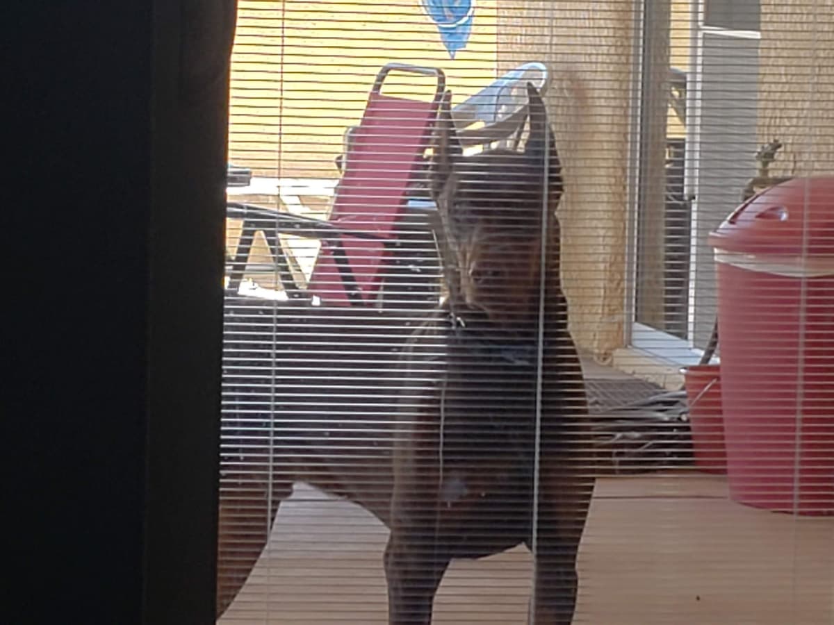 Doberman Pups: Your Future Guardian and Best Friend breeder image 9