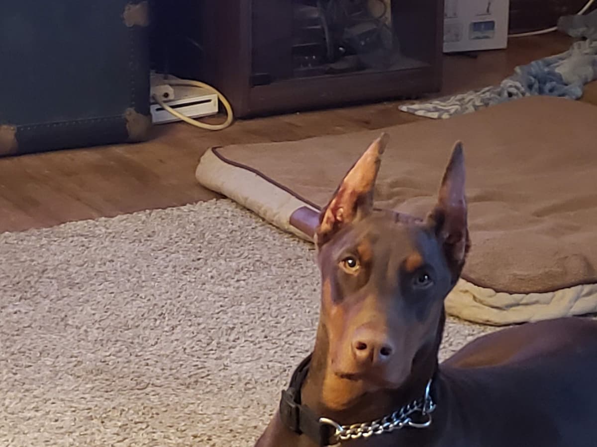Doberman Pups: Your Future Guardian and Best Friend breeder image 10