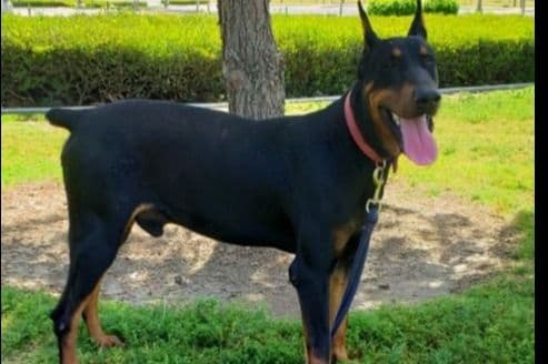 Doberman Pups: Your Future Guardian and Best Friend breeder image 4