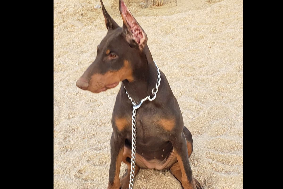 Doberman Pups: Your Future Guardian and Best Friend breeder image 11