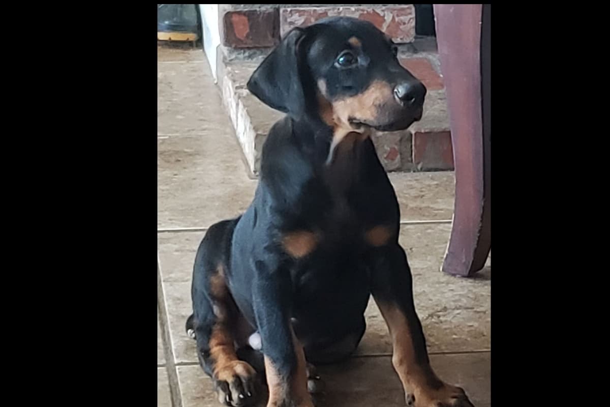 Doberman Pups: Your Future Guardian and Best Friend breeder image 1