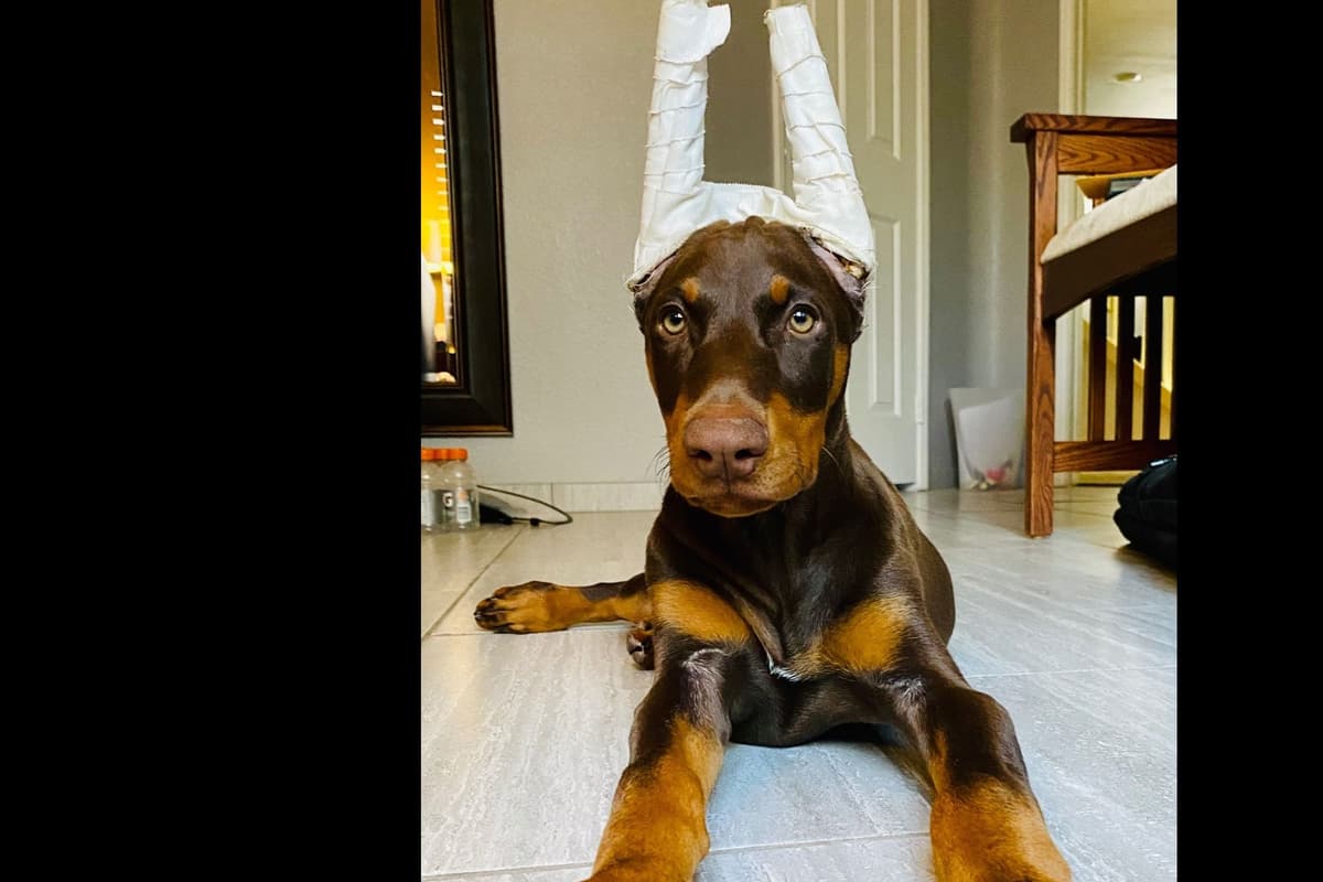 Doberman Pups: Your Future Guardian and Best Friend breeder image 12