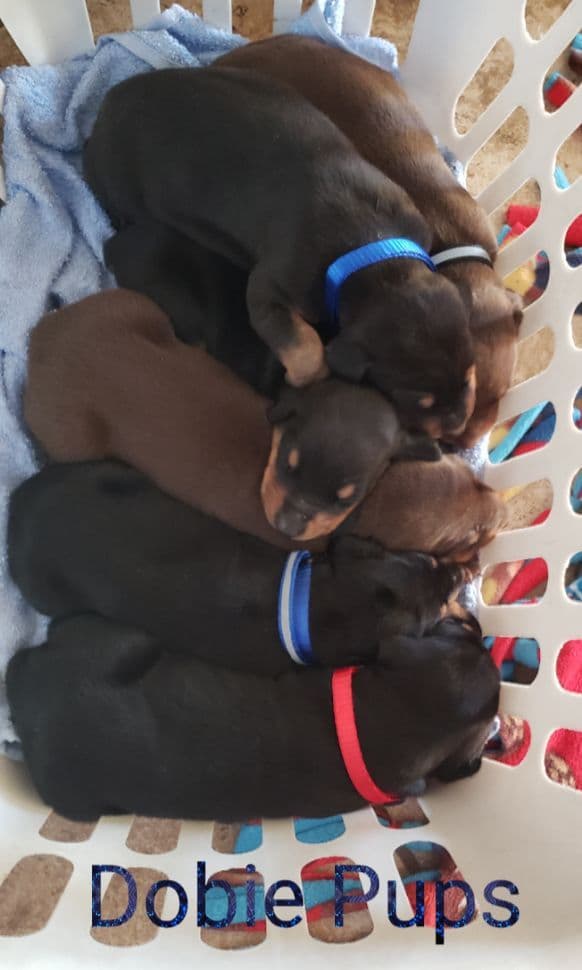 Doberman Pups: Your Future Guardian and Best Friend breeder image 13
