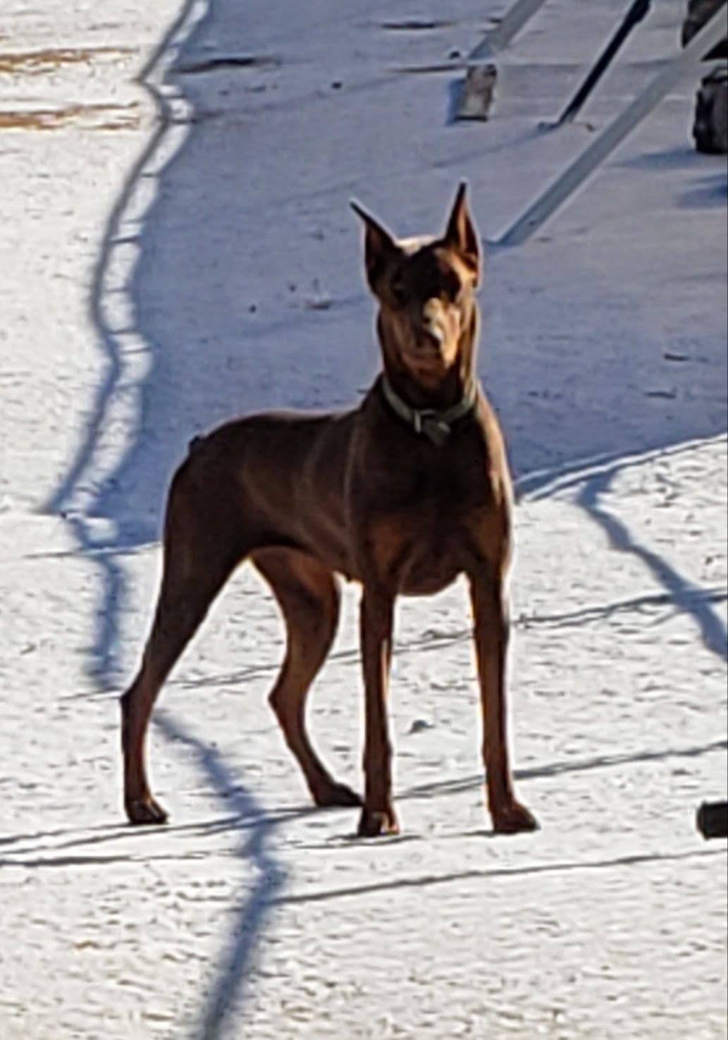 Doberman Pups: Your Future Guardian and Best Friend breeder image 14