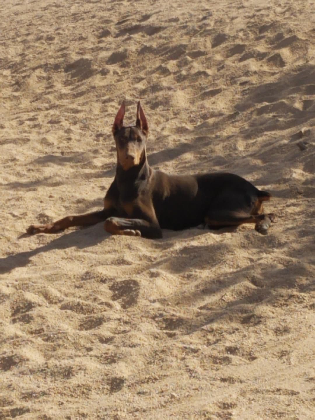 Doberman Pups: Your Future Guardian and Best Friend breeder image 15