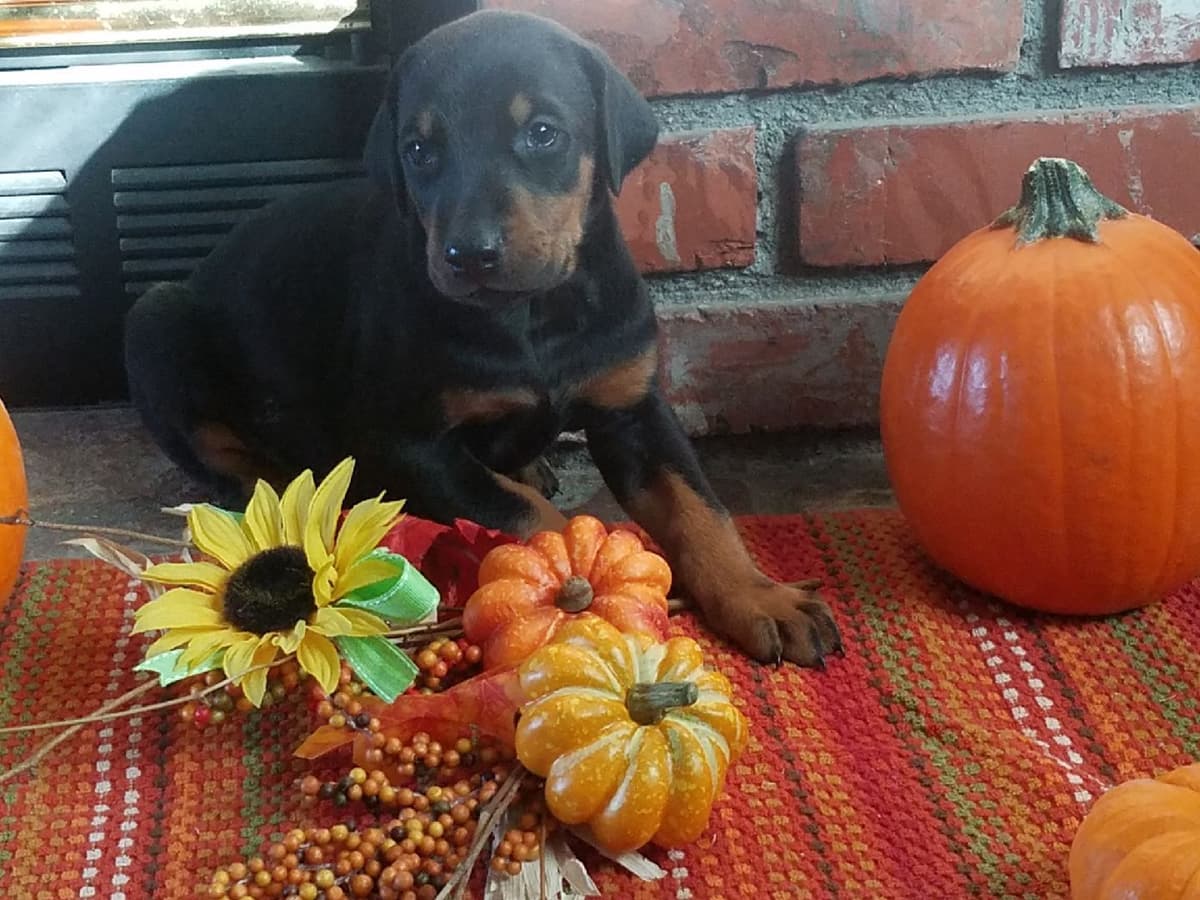 Doberman Pups: Your Future Guardian and Best Friend breeder image 16