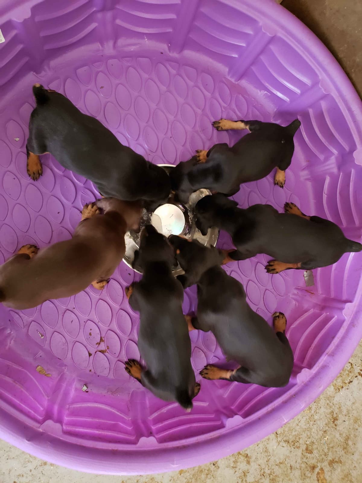 Doberman Pups: Your Future Guardian and Best Friend breeder image 17