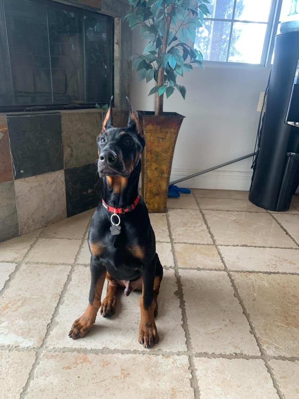 Doberman Pups: Your Future Guardian and Best Friend breeder image 18