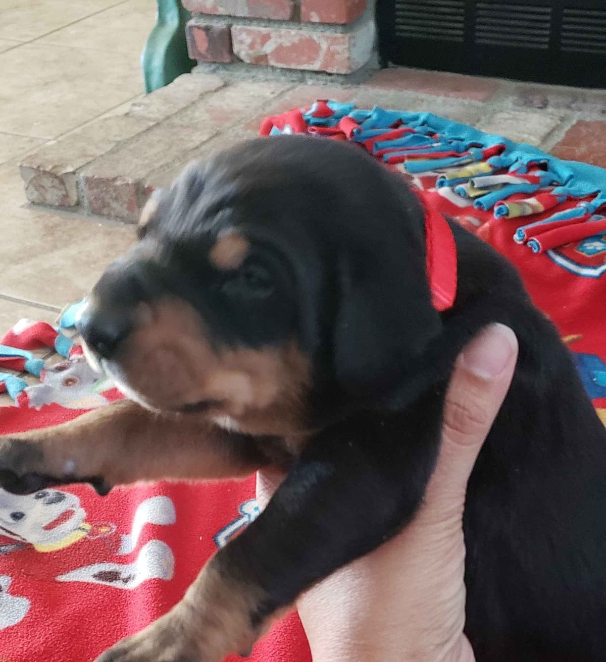 Doberman Pups: Your Future Guardian and Best Friend breeder image 19