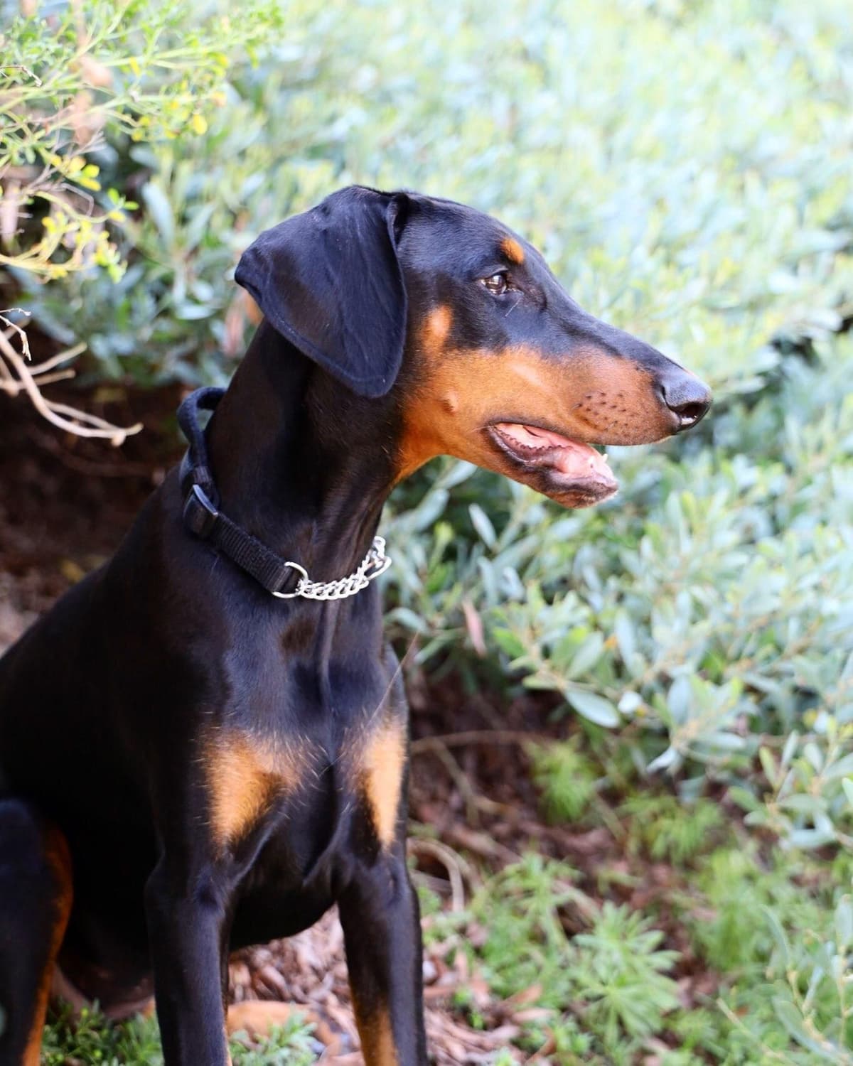 Doberman Pups: Your Future Guardian and Best Friend breeder image 20