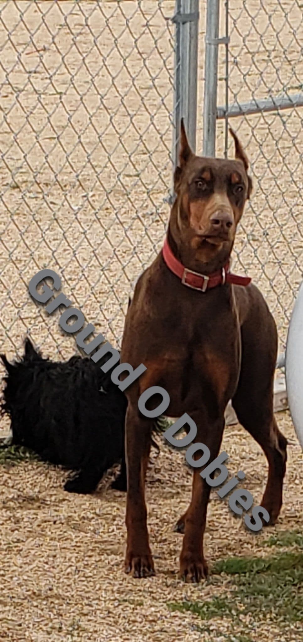 Doberman Pups: Your Future Guardian and Best Friend breeder image 22