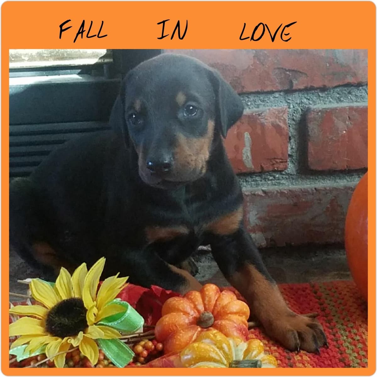 Doberman Pups: Your Future Guardian and Best Friend breeder image 23