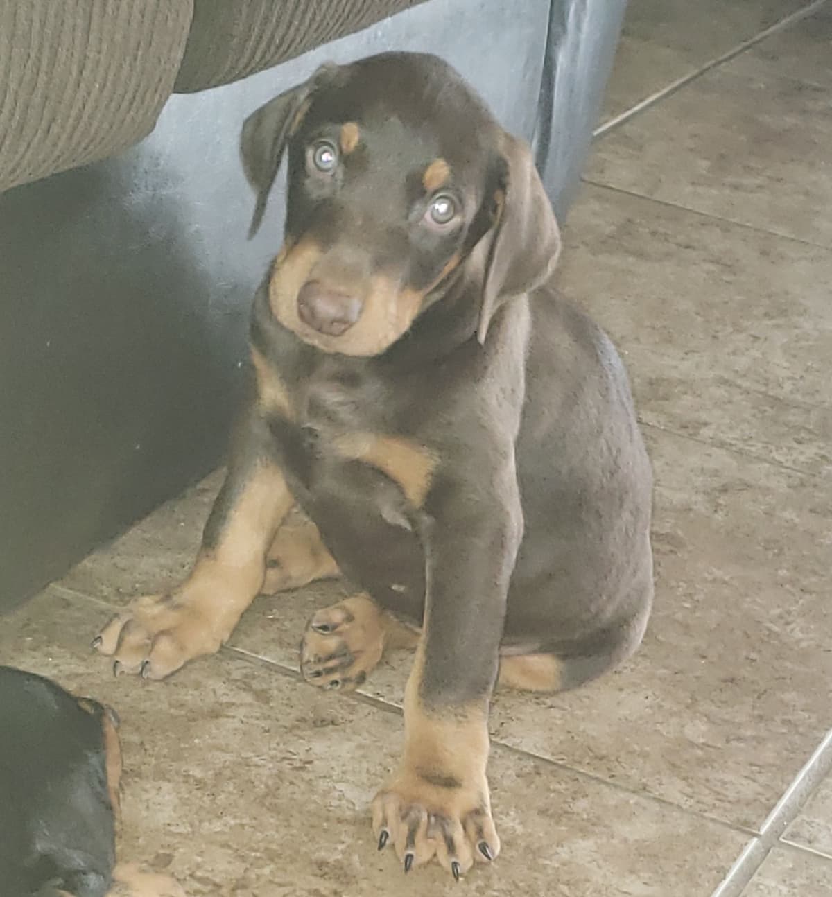 Doberman Pups: Your Future Guardian and Best Friend breeder image 24