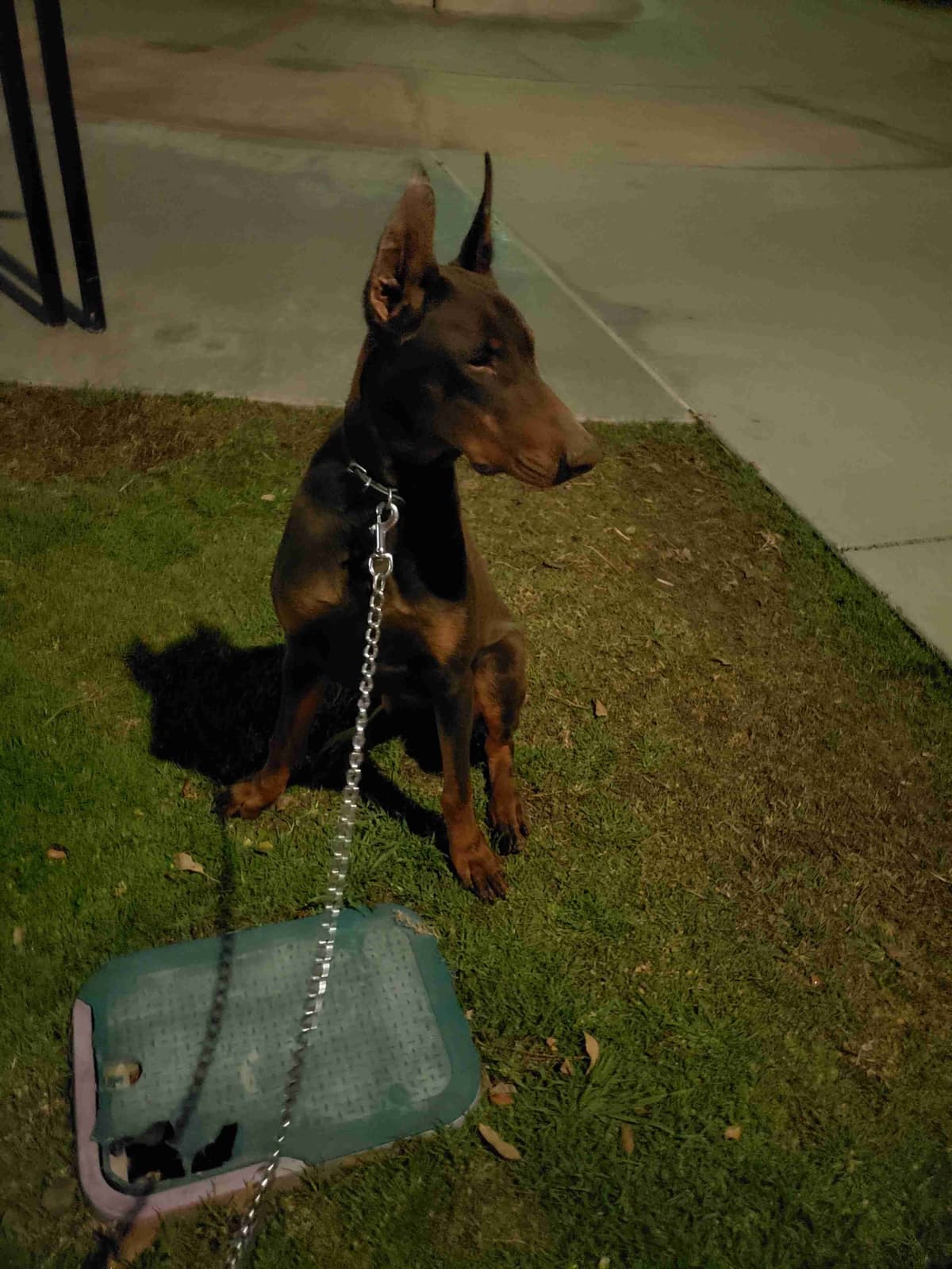 Doberman Pups: Your Future Guardian and Best Friend breeder image 26