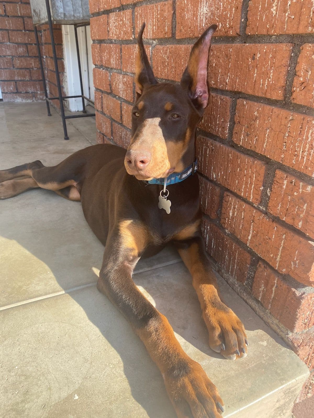 Doberman Pups: Your Future Guardian and Best Friend breeder image 25