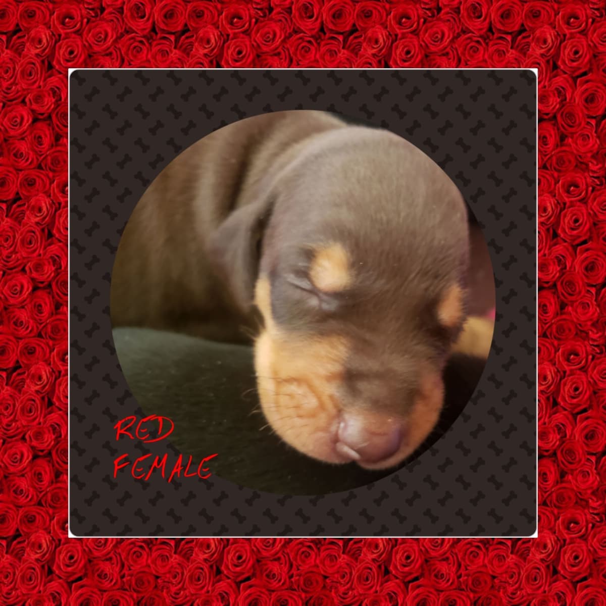 Doberman Pups: Your Future Guardian and Best Friend breeder image 27