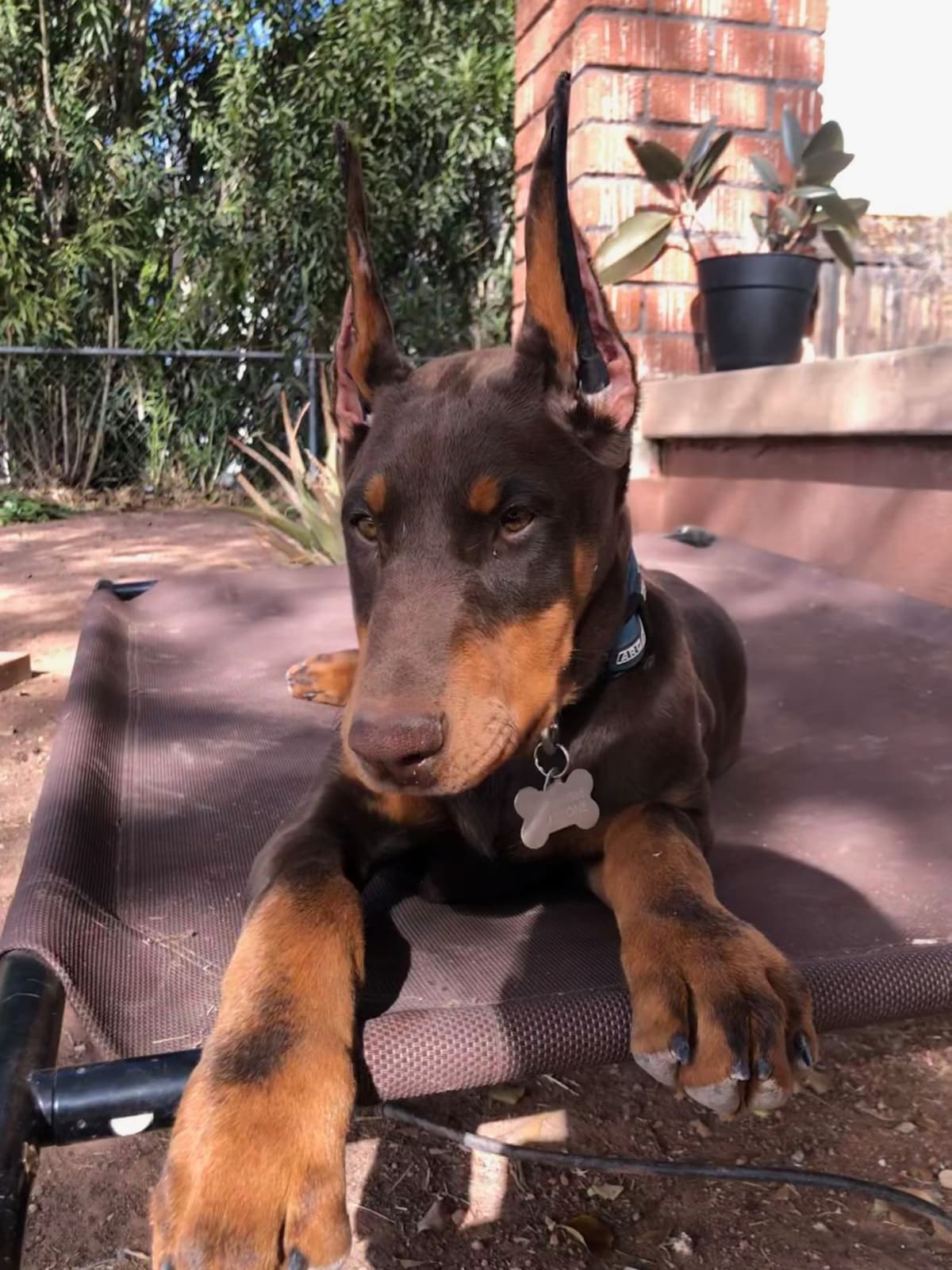 Doberman Pups: Your Future Guardian and Best Friend breeder image 28