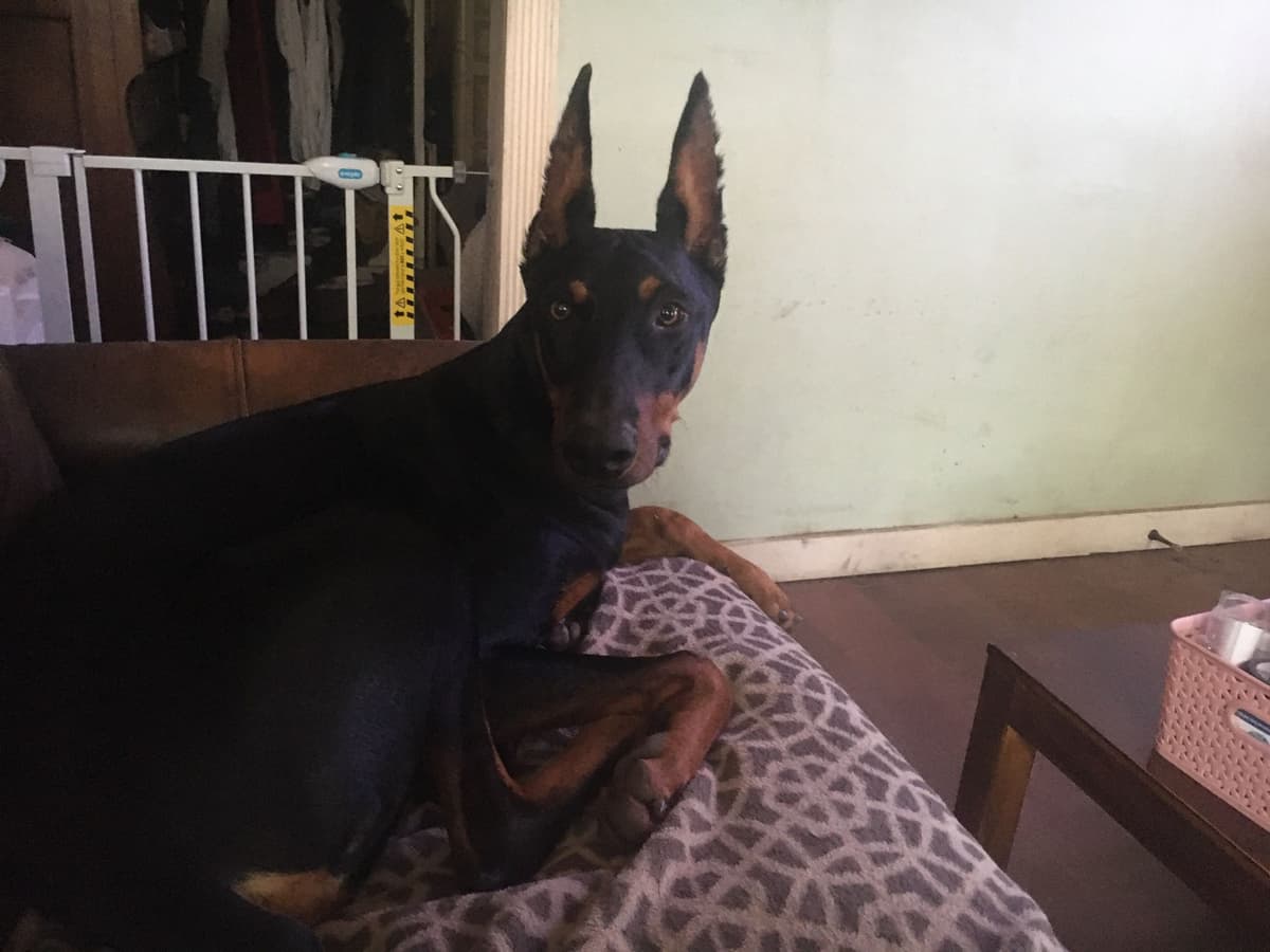 Doberman Pups: Your Future Guardian and Best Friend breeder image 29
