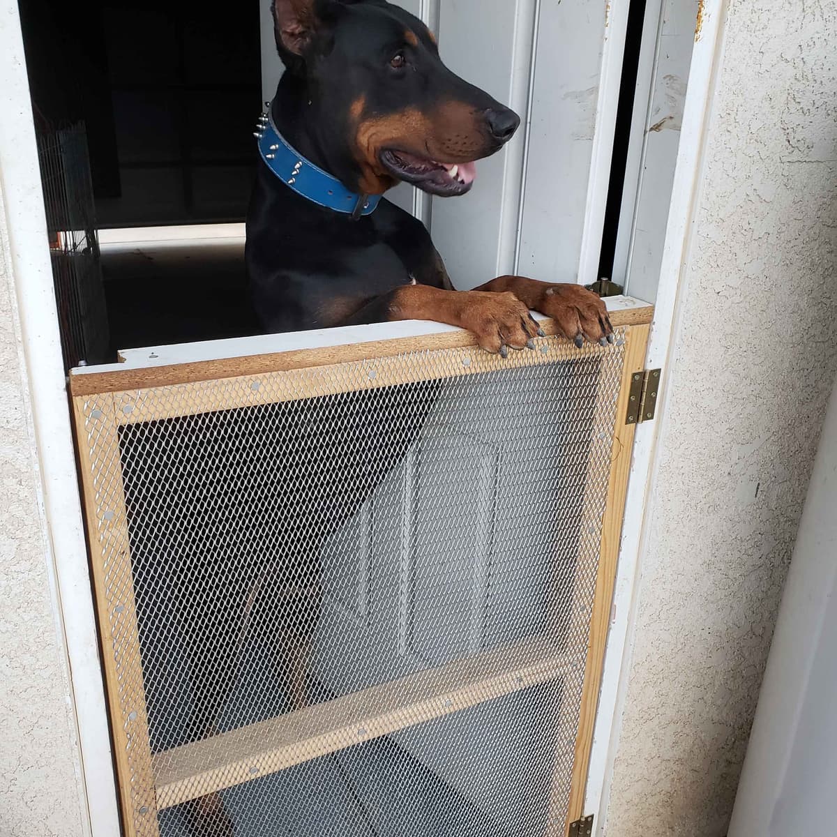 Doberman Pups: Your Future Guardian and Best Friend breeder image 32