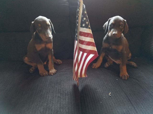 Doberman Pups: Your Future Guardian and Best Friend media 2
