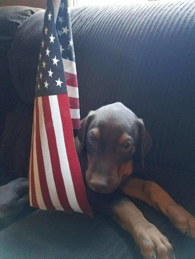 Doberman Pups: Your Future Guardian and Best Friend media 3