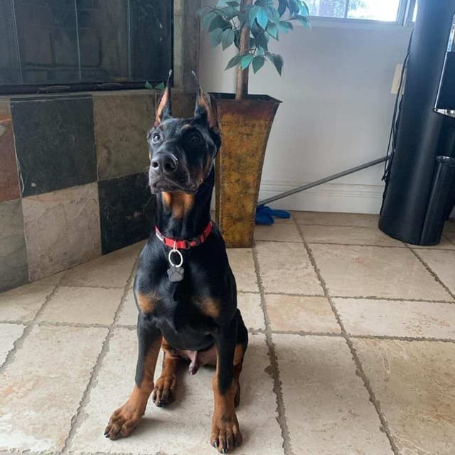 Doberman Pups: Your Future Guardian and Best Friend media 4