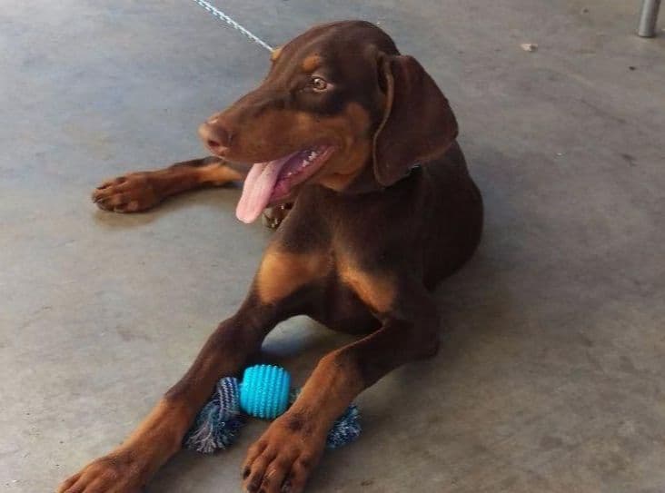 Doberman Pups: Your Future Guardian and Best Friend breeder image 31