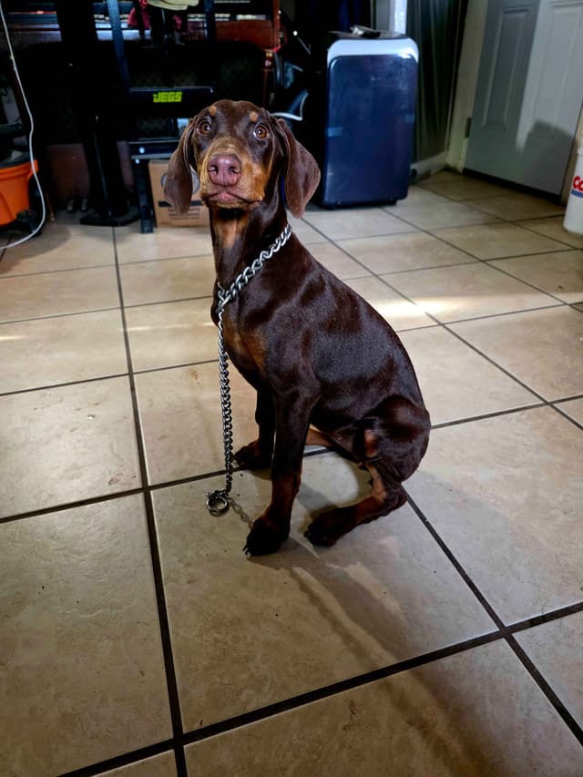 Doberman Pups: Your Future Guardian and Best Friend media 5