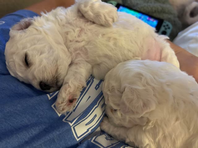 Bichon Frise Puppies media 6