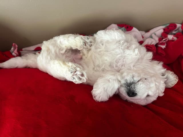 Bichon Frise Puppies media 5