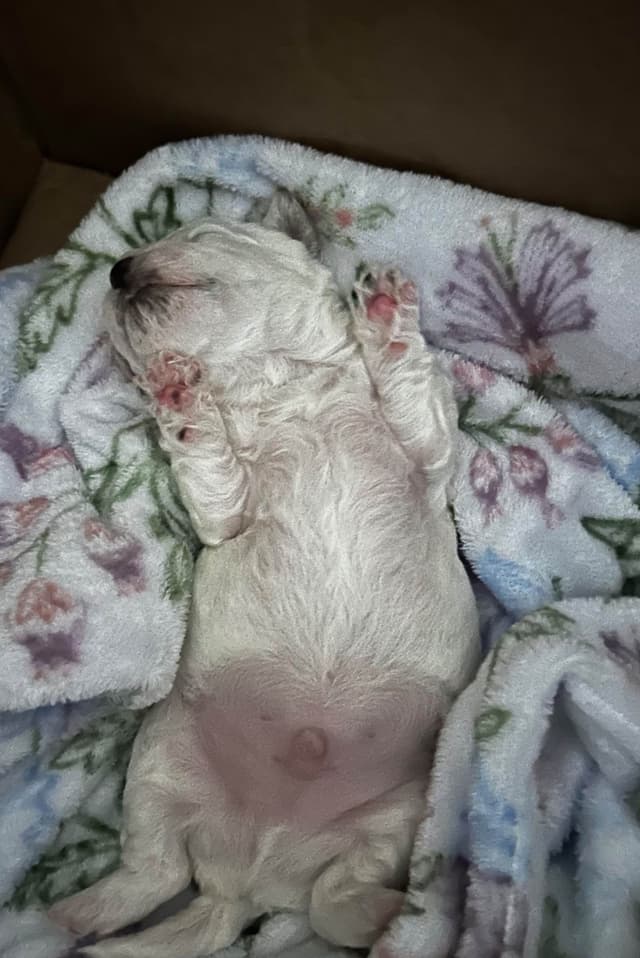 Bichon Frise Puppies media 8
