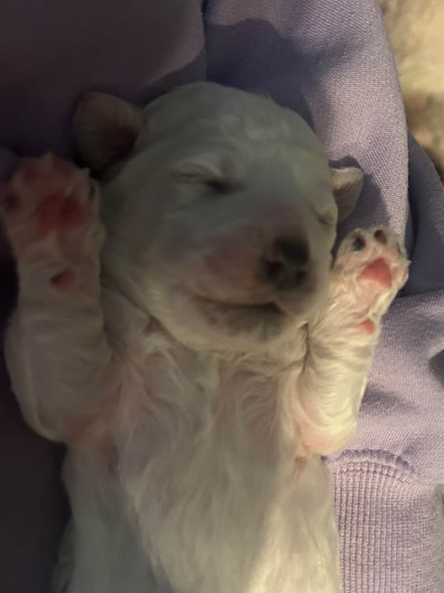 Bichon Frise Puppies media 9