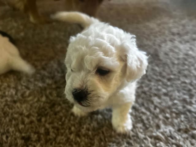 Bichon Frise Puppies media 4