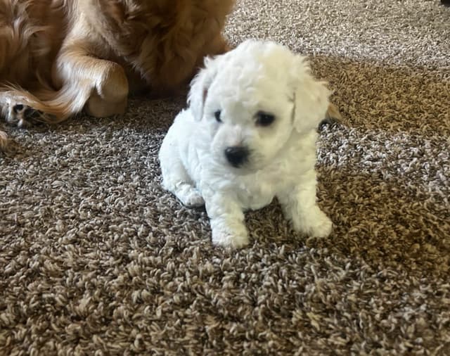 Bichon Frise Puppies media 7