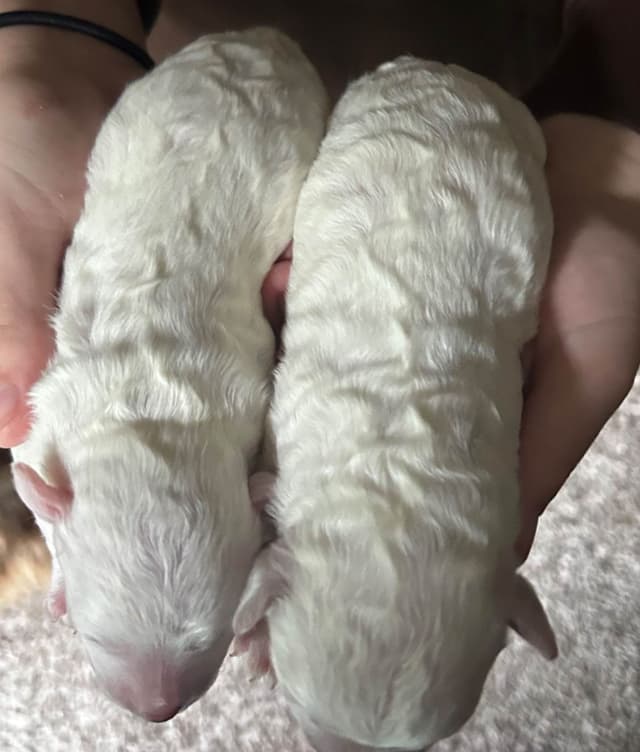 Bichon Frise Puppies media 11