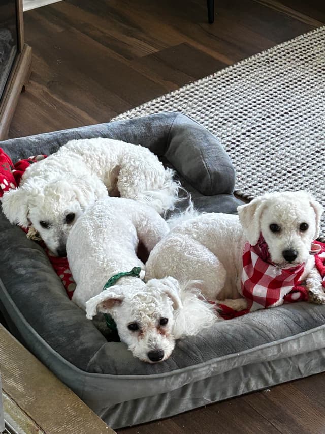 Bichon Frise Puppies media 12