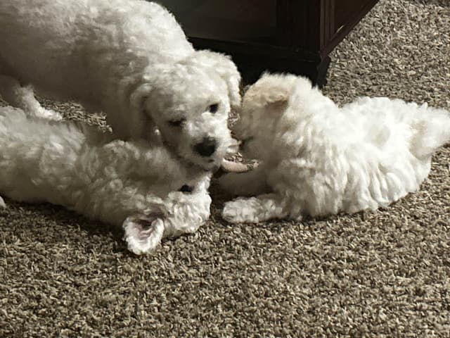 Bichon Frise Puppies media 3