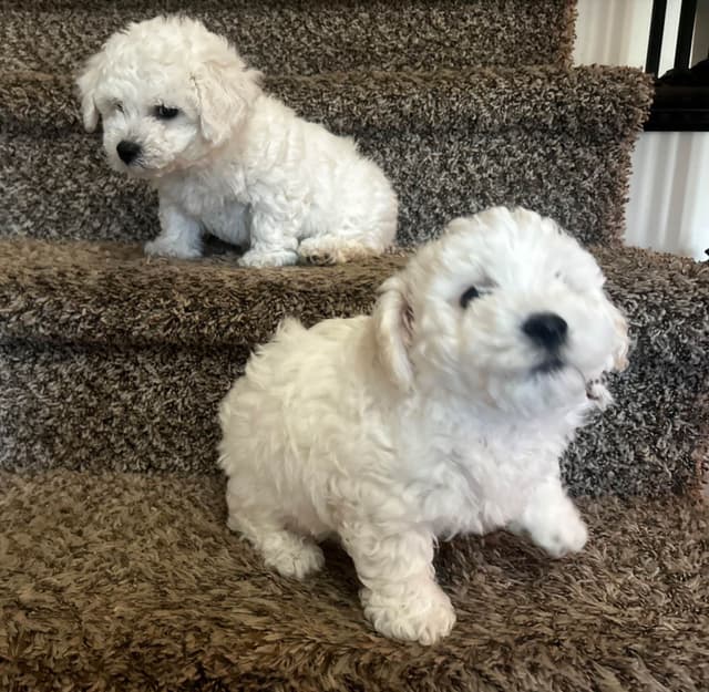 Bichon Frise Puppies media 2