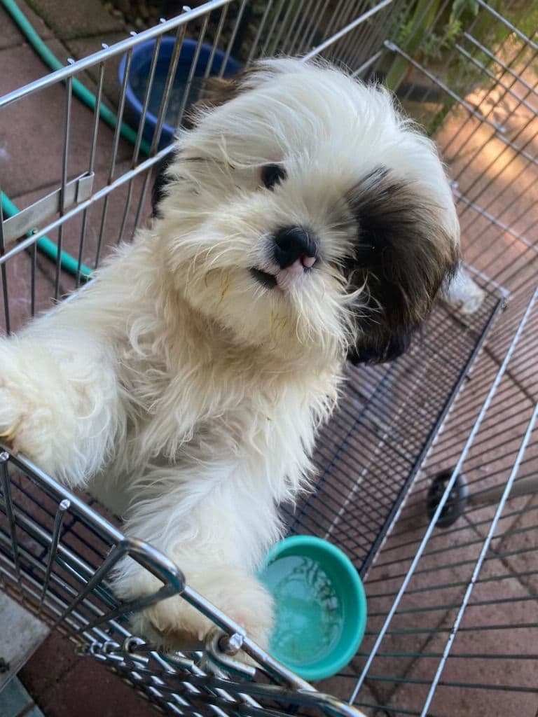 Shih Tzu Puppies Napa Valley wine country breeder image 2