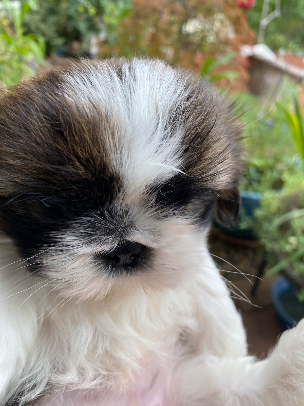 Shih Tzu Puppies Napa Valley wine country breeder image 1