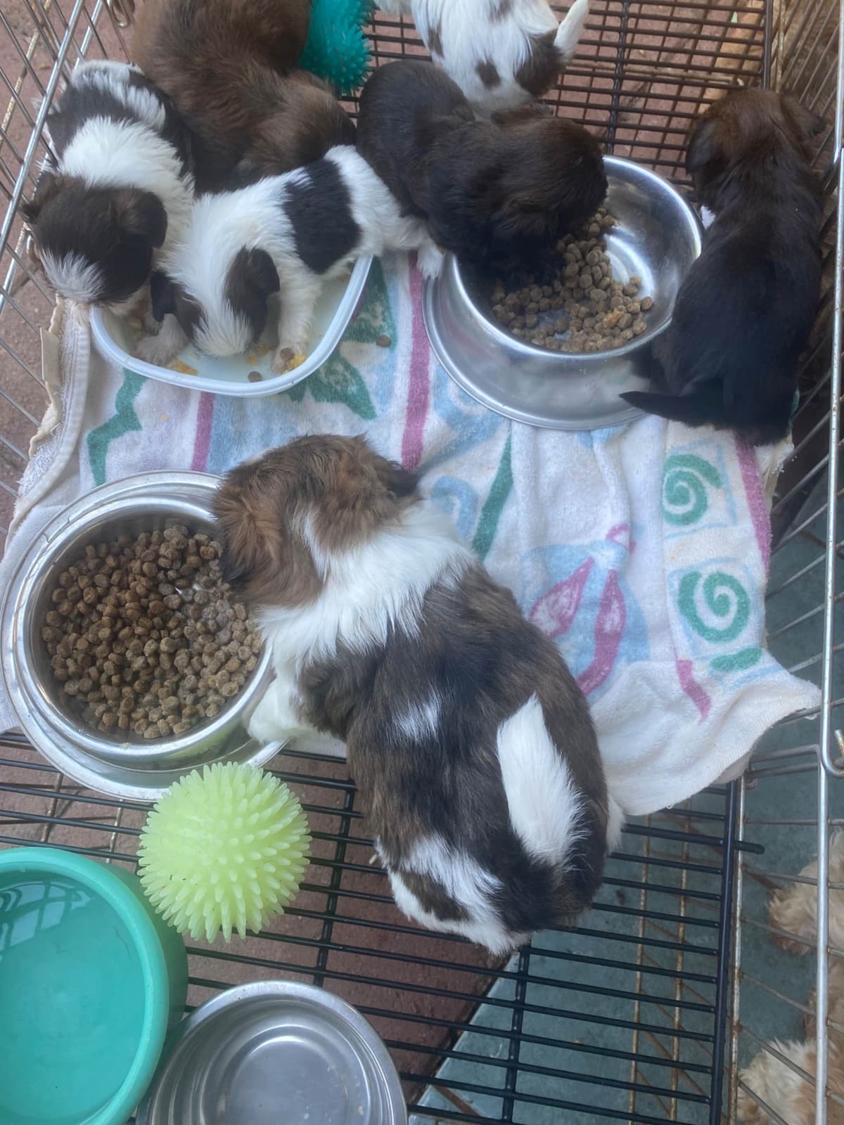 Shih Tzu Puppies Napa Valley wine country breeder image 3