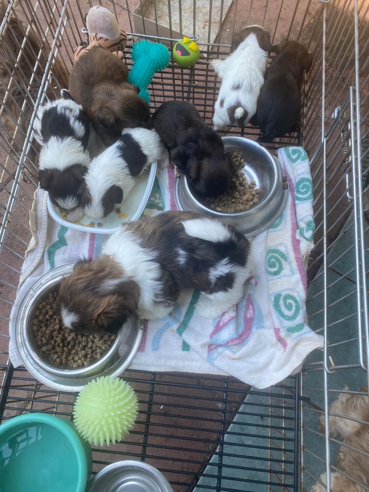 Shih Tzu Puppies Napa Valley wine country breeder image 5