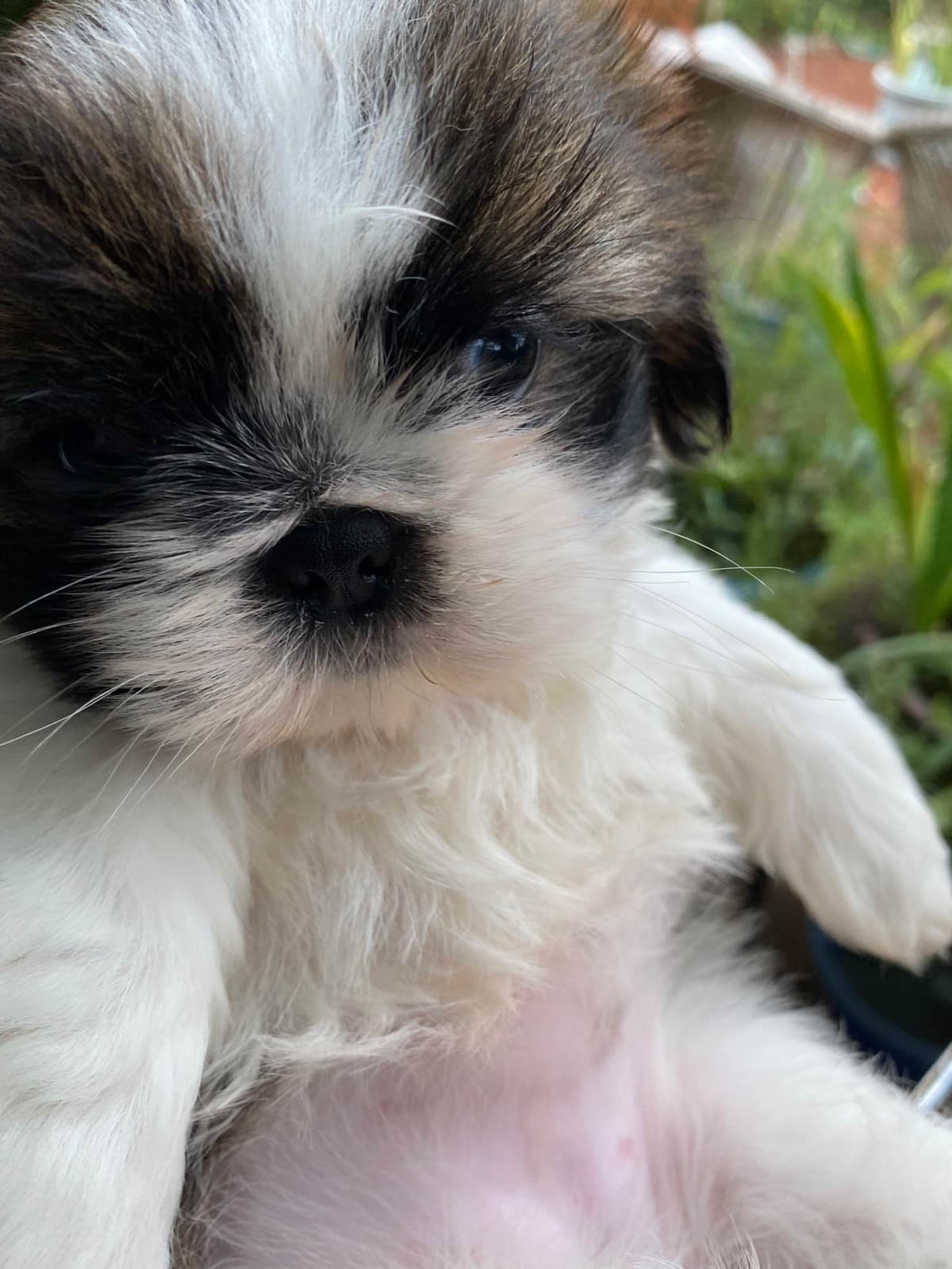 Shih Tzu Puppies Napa Valley wine country breeder image 4