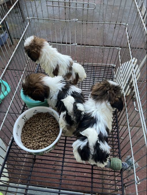Shih Tzu Puppies Napa Valley wine country breeder image 6