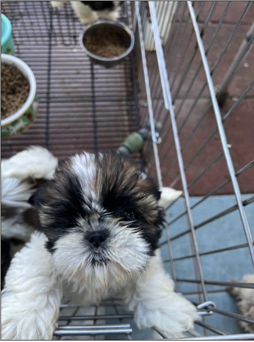Shih Tzu Puppies Napa Valley wine country breeder image 7