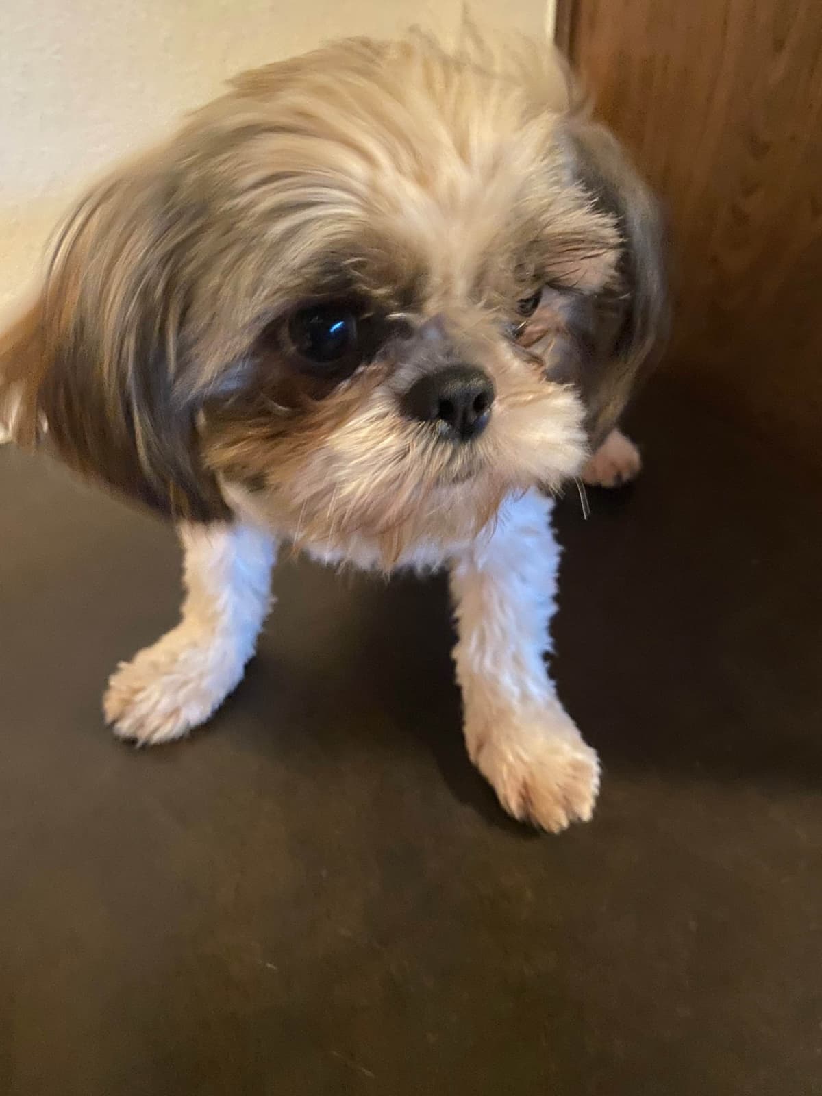 Shih Tzu Puppies Napa Valley wine country breeder image 9