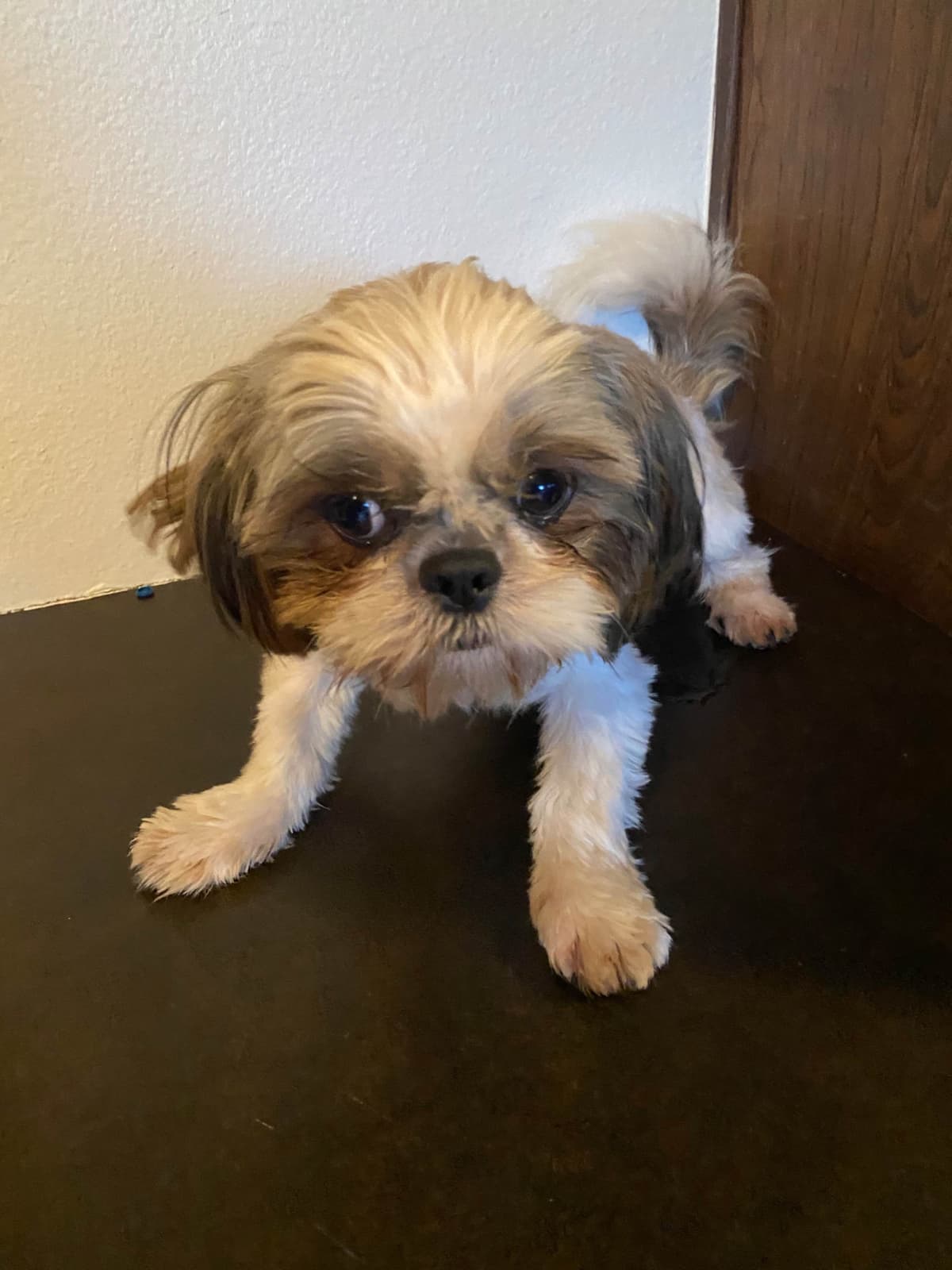 Shih Tzu Puppies Napa Valley wine country breeder image 10