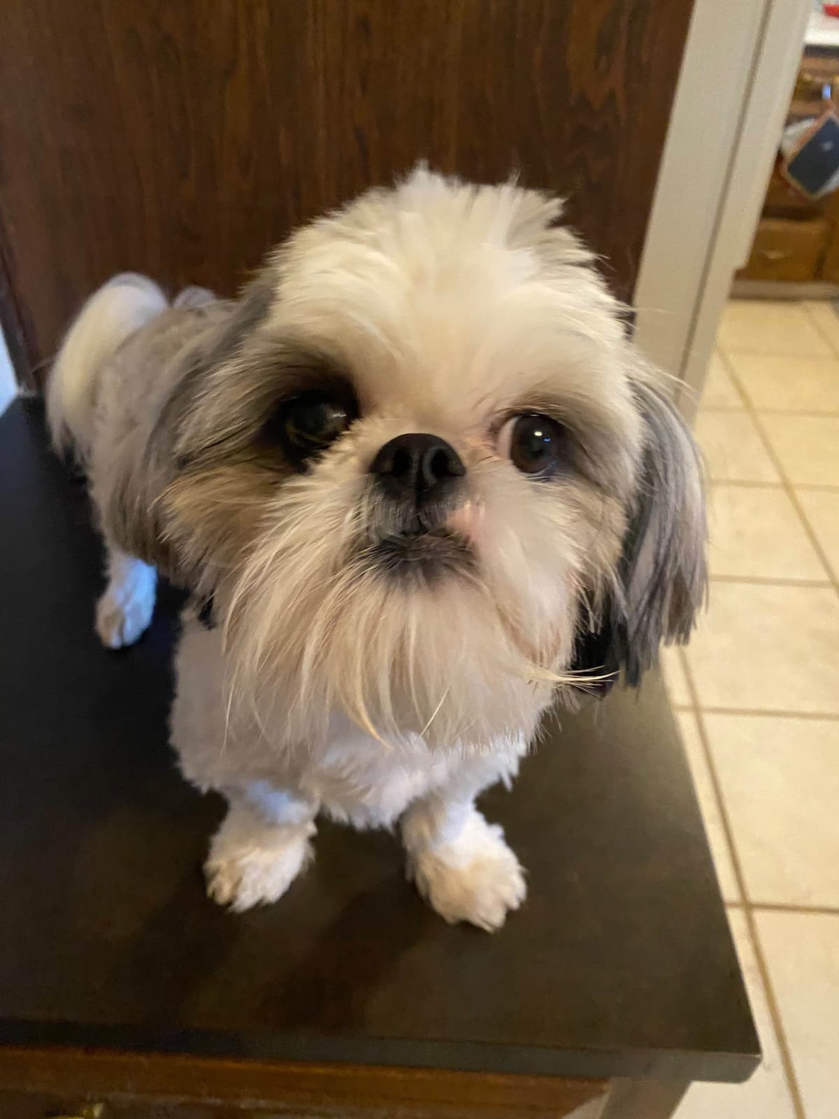 Shih Tzu Puppies Napa Valley wine country breeder image 11